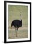 Common ostrich (Struthio camelus), male in breeding plumage, Kgalagadi Transfrontier Park, South Af-James Hager-Framed Premium Photographic Print