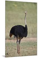 Common ostrich (Struthio camelus), male in breeding plumage, Kgalagadi Transfrontier Park, South Af-James Hager-Mounted Premium Photographic Print