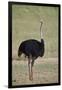 Common ostrich (Struthio camelus), male in breeding plumage, Kgalagadi Transfrontier Park, South Af-James Hager-Framed Premium Photographic Print