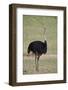 Common ostrich (Struthio camelus), male in breeding plumage, Kgalagadi Transfrontier Park, South Af-James Hager-Framed Photographic Print