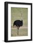 Common ostrich (Struthio camelus), male in breeding plumage, Kgalagadi Transfrontier Park, South Af-James Hager-Framed Photographic Print