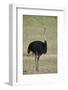 Common ostrich (Struthio camelus), male in breeding plumage, Kgalagadi Transfrontier Park, South Af-James Hager-Framed Photographic Print