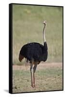 Common ostrich (Struthio camelus), male in breeding plumage, Kgalagadi Transfrontier Park, South Af-James Hager-Framed Stretched Canvas