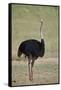 Common ostrich (Struthio camelus), male in breeding plumage, Kgalagadi Transfrontier Park, South Af-James Hager-Framed Stretched Canvas
