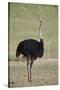 Common ostrich (Struthio camelus), male in breeding plumage, Kgalagadi Transfrontier Park, South Af-James Hager-Stretched Canvas