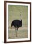 Common ostrich (Struthio camelus), male in breeding plumage, Kgalagadi Transfrontier Park, South Af-James Hager-Framed Photographic Print