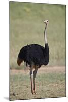 Common ostrich (Struthio camelus), male in breeding plumage, Kgalagadi Transfrontier Park, South Af-James Hager-Mounted Photographic Print