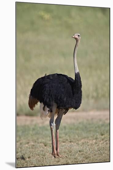 Common ostrich (Struthio camelus), male in breeding plumage, Kgalagadi Transfrontier Park, South Af-James Hager-Mounted Photographic Print