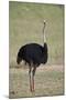 Common ostrich (Struthio camelus), male in breeding plumage, Kgalagadi Transfrontier Park, South Af-James Hager-Mounted Photographic Print