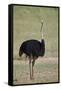 Common ostrich (Struthio camelus), male in breeding plumage, Kgalagadi Transfrontier Park, South Af-James Hager-Framed Stretched Canvas