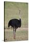 Common ostrich (Struthio camelus), male in breeding plumage, Kgalagadi Transfrontier Park, South Af-James Hager-Stretched Canvas