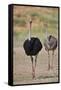 Common ostrich (Struthio camelus), male in breeding plumage with female, Kgalagadi Transfrontier Pa-James Hager-Framed Stretched Canvas