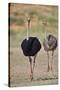 Common ostrich (Struthio camelus), male in breeding plumage with female, Kgalagadi Transfrontier Pa-James Hager-Stretched Canvas