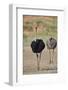 Common ostrich (Struthio camelus), male in breeding plumage with female, Kgalagadi Transfrontier Pa-James Hager-Framed Photographic Print