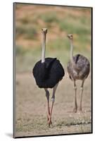 Common ostrich (Struthio camelus), male in breeding plumage with female, Kgalagadi Transfrontier Pa-James Hager-Mounted Photographic Print