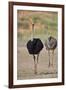 Common ostrich (Struthio camelus), male in breeding plumage with female, Kgalagadi Transfrontier Pa-James Hager-Framed Photographic Print