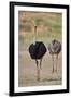 Common ostrich (Struthio camelus), male in breeding plumage with female, Kgalagadi Transfrontier Pa-James Hager-Framed Photographic Print