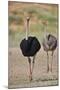 Common ostrich (Struthio camelus), male in breeding plumage with female, Kgalagadi Transfrontier Pa-James Hager-Mounted Photographic Print