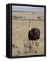 Common Ostrich (Struthio Camelus) Male Watching Chicks, Masai Mara National Reserve, Kenya-James Hager-Framed Stretched Canvas