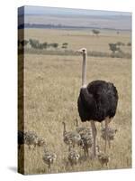 Common Ostrich (Struthio Camelus) Male Watching Chicks, Masai Mara National Reserve, Kenya-James Hager-Stretched Canvas