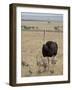 Common Ostrich (Struthio Camelus) Male Watching Chicks, Masai Mara National Reserve, Kenya-James Hager-Framed Photographic Print