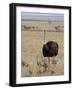 Common Ostrich (Struthio Camelus) Male Watching Chicks, Masai Mara National Reserve, Kenya-James Hager-Framed Photographic Print