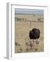 Common Ostrich (Struthio Camelus) Male Watching Chicks, Masai Mara National Reserve, Kenya-James Hager-Framed Photographic Print