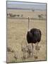 Common Ostrich (Struthio Camelus) Male Watching Chicks, Masai Mara National Reserve, Kenya-James Hager-Mounted Photographic Print