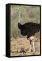 Common Ostrich (Struthio Camelus) Male with Two Chicks-James Hager-Framed Stretched Canvas