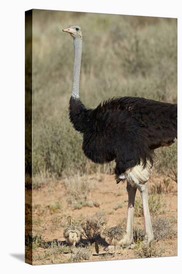 Common Ostrich (Struthio Camelus) Male with Two Chicks-James Hager-Stretched Canvas