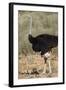 Common Ostrich (Struthio Camelus) Male with Two Chicks-James Hager-Framed Photographic Print