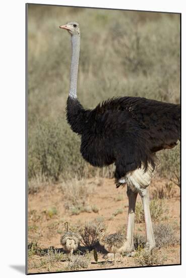 Common Ostrich (Struthio Camelus) Male with Two Chicks-James Hager-Mounted Photographic Print