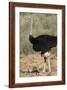 Common Ostrich (Struthio Camelus) Male with Two Chicks-James Hager-Framed Photographic Print