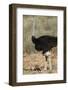 Common Ostrich (Struthio Camelus) Male with Two Chicks-James Hager-Framed Photographic Print