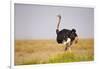 Common Ostrich (Struthio Camelus), or Simply Ostrich, is a Species of Large Flightless Bird Native-Milan Zygmunt-Framed Photographic Print