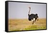 Common Ostrich (Struthio Camelus), or Simply Ostrich, is a Species of Large Flightless Bird Native-Milan Zygmunt-Framed Stretched Canvas