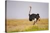 Common Ostrich (Struthio Camelus), or Simply Ostrich, is a Species of Large Flightless Bird Native-Milan Zygmunt-Stretched Canvas