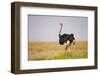 Common Ostrich (Struthio Camelus), or Simply Ostrich, is a Species of Large Flightless Bird Native-Milan Zygmunt-Framed Photographic Print