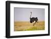 Common Ostrich (Struthio Camelus), or Simply Ostrich, is a Species of Large Flightless Bird Native-Milan Zygmunt-Framed Photographic Print