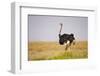 Common Ostrich (Struthio Camelus), or Simply Ostrich, is a Species of Large Flightless Bird Native-Milan Zygmunt-Framed Photographic Print