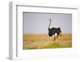 Common Ostrich (Struthio Camelus), or Simply Ostrich, is a Species of Large Flightless Bird Native-Milan Zygmunt-Framed Photographic Print