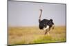 Common Ostrich (Struthio Camelus), or Simply Ostrich, is a Species of Large Flightless Bird Native-Milan Zygmunt-Mounted Photographic Print