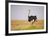 Common Ostrich (Struthio Camelus), or Simply Ostrich, is a Species of Large Flightless Bird Native-Milan Zygmunt-Framed Photographic Print