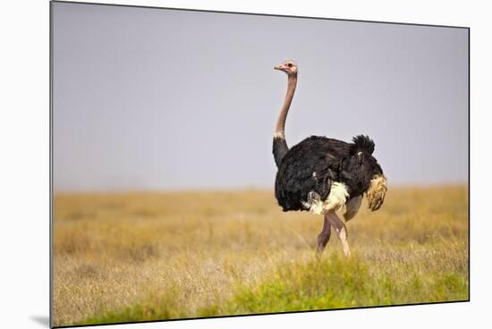 Common Ostrich (Struthio Camelus), or Simply Ostrich, is a Species of Large Flightless Bird Native-Milan Zygmunt-Mounted Photographic Print