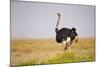 Common Ostrich (Struthio Camelus), or Simply Ostrich, is a Species of Large Flightless Bird Native-Milan Zygmunt-Mounted Photographic Print