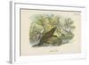 Common Otter-English School-Framed Giclee Print