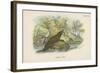 Common Otter-English School-Framed Giclee Print