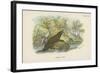 Common Otter-English School-Framed Giclee Print