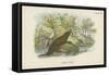 Common Otter-English School-Framed Stretched Canvas