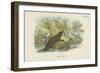 Common Otter-English School-Framed Giclee Print